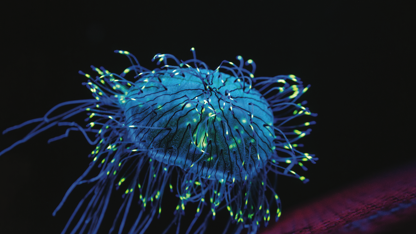 Fluorescence: Nature’s Superpower