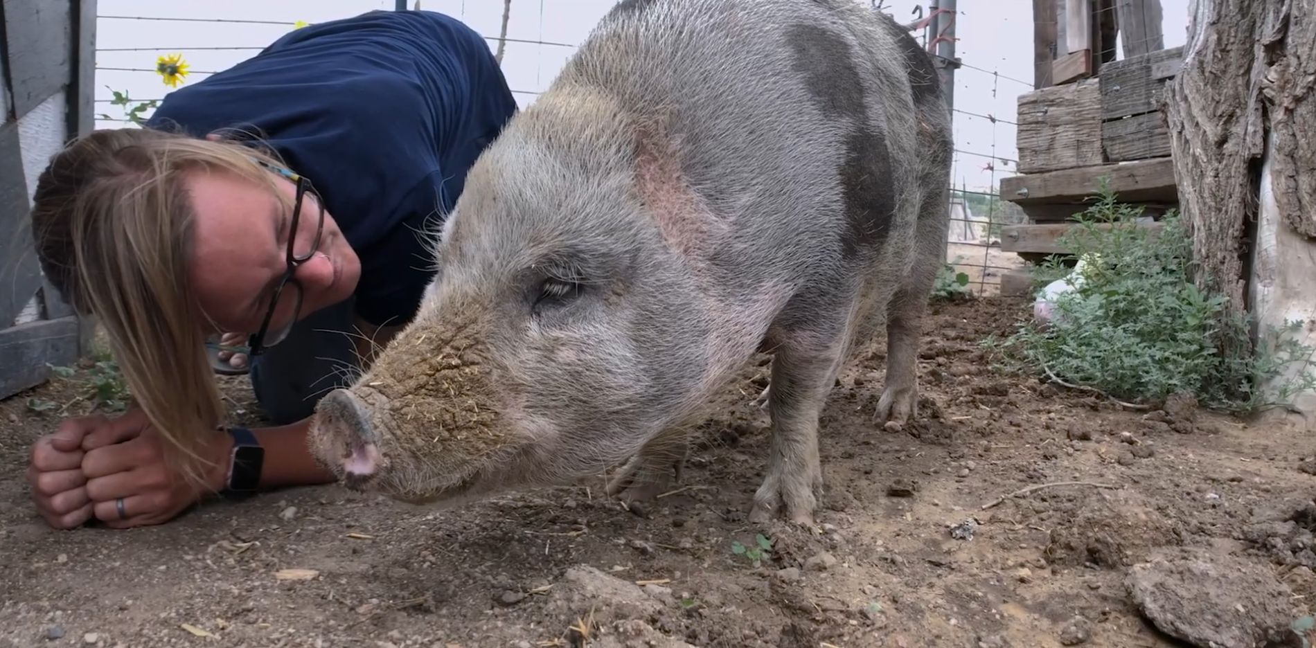 Hog Haven
