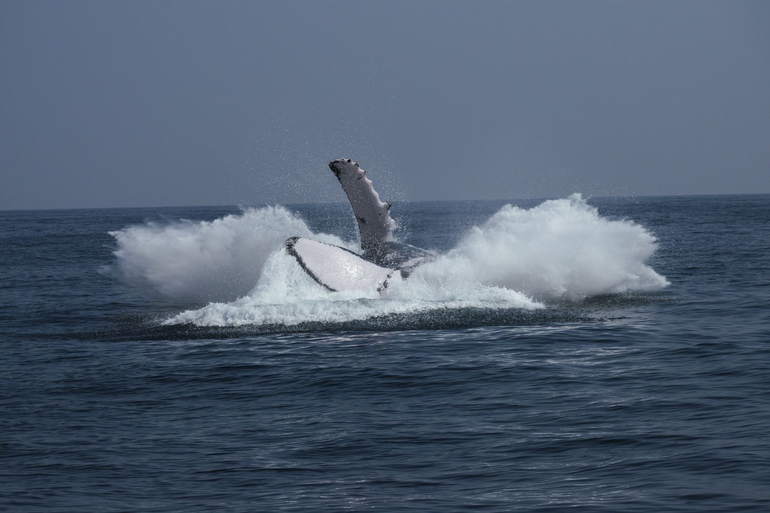 Wild Oman: Wonder of Arabia