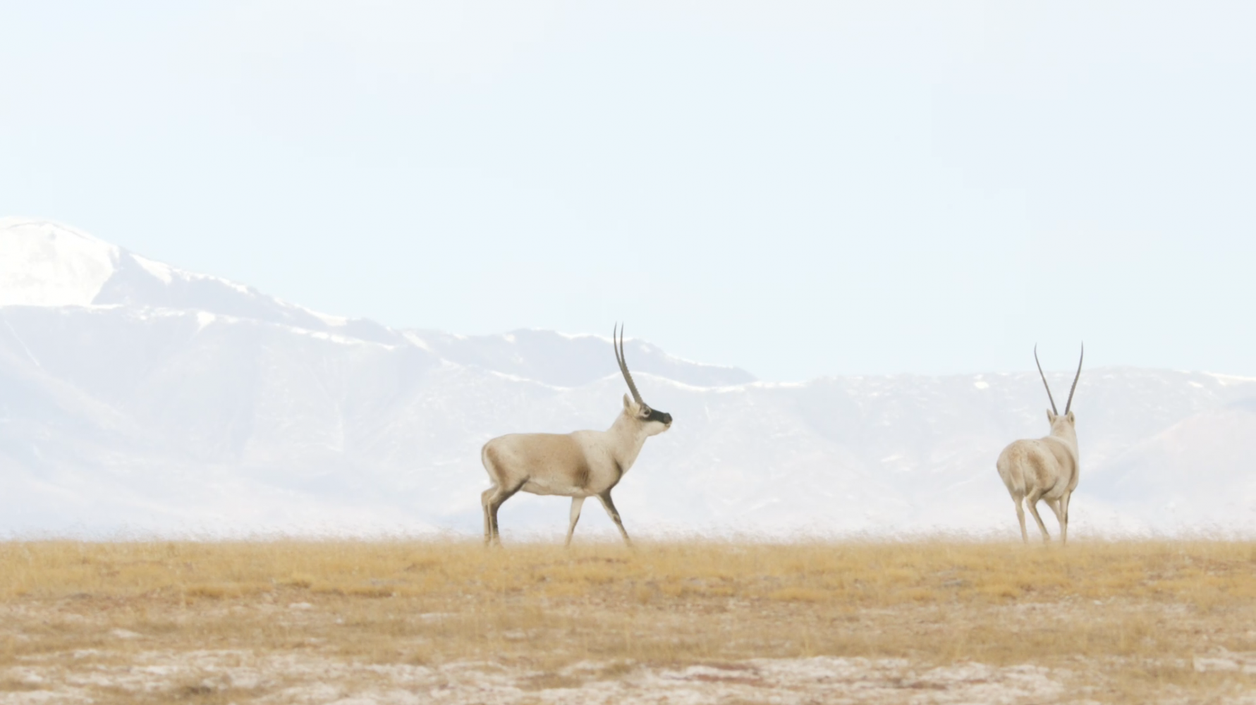 Empires Sauvages: L’odyssée des antilopes du Tibet