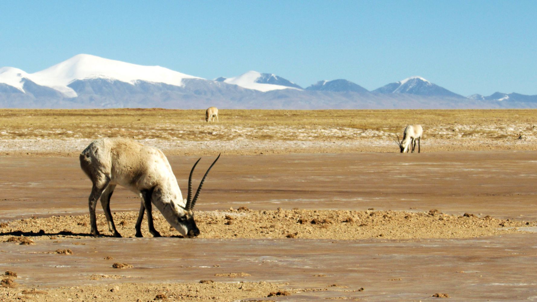 Empires Sauvages: L’odyssée des antilopes du Tibet