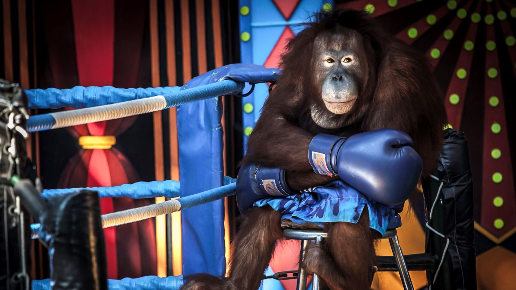 Eyes of the Orangutan