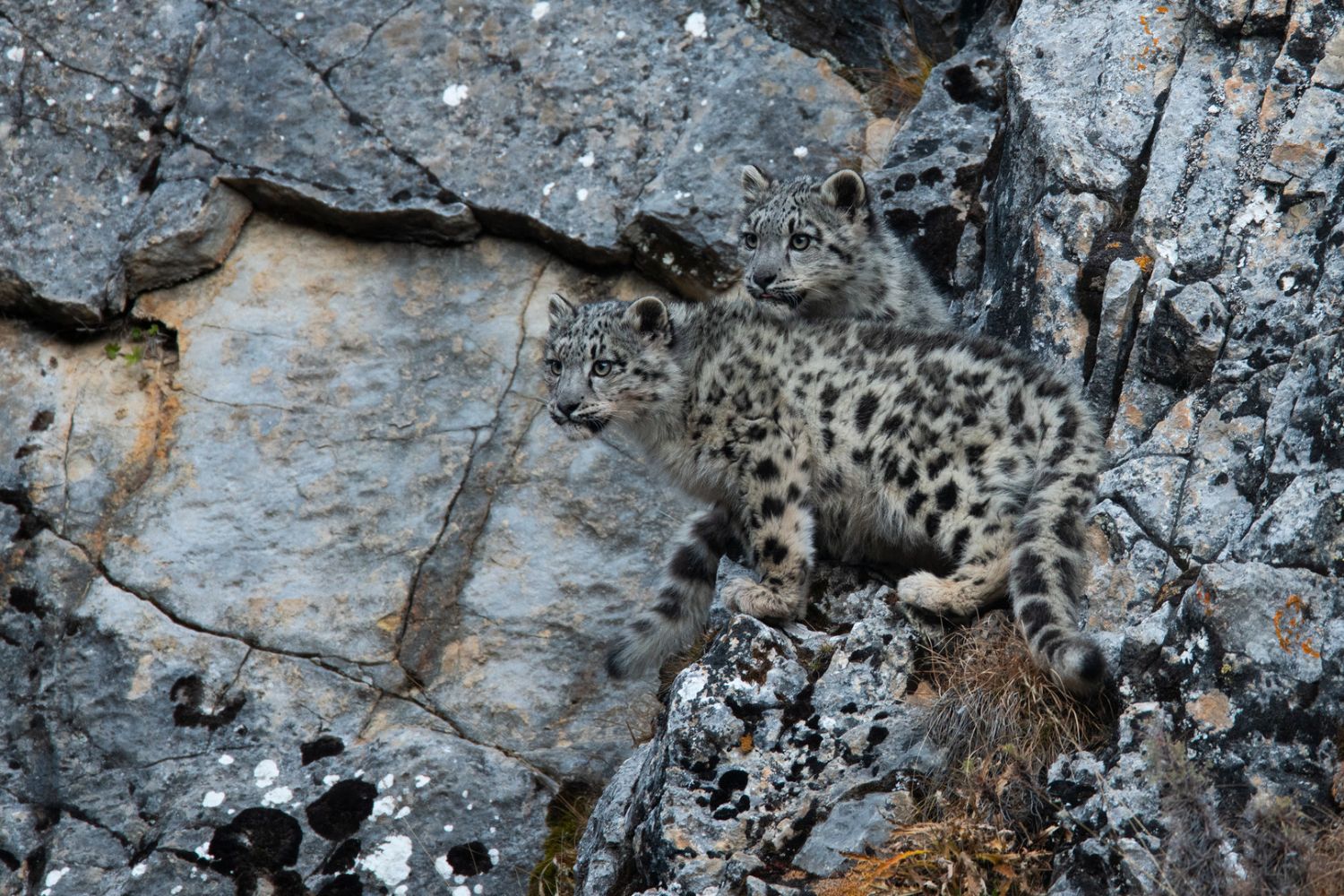 The Frozen Kingdom of the Snow Leopard