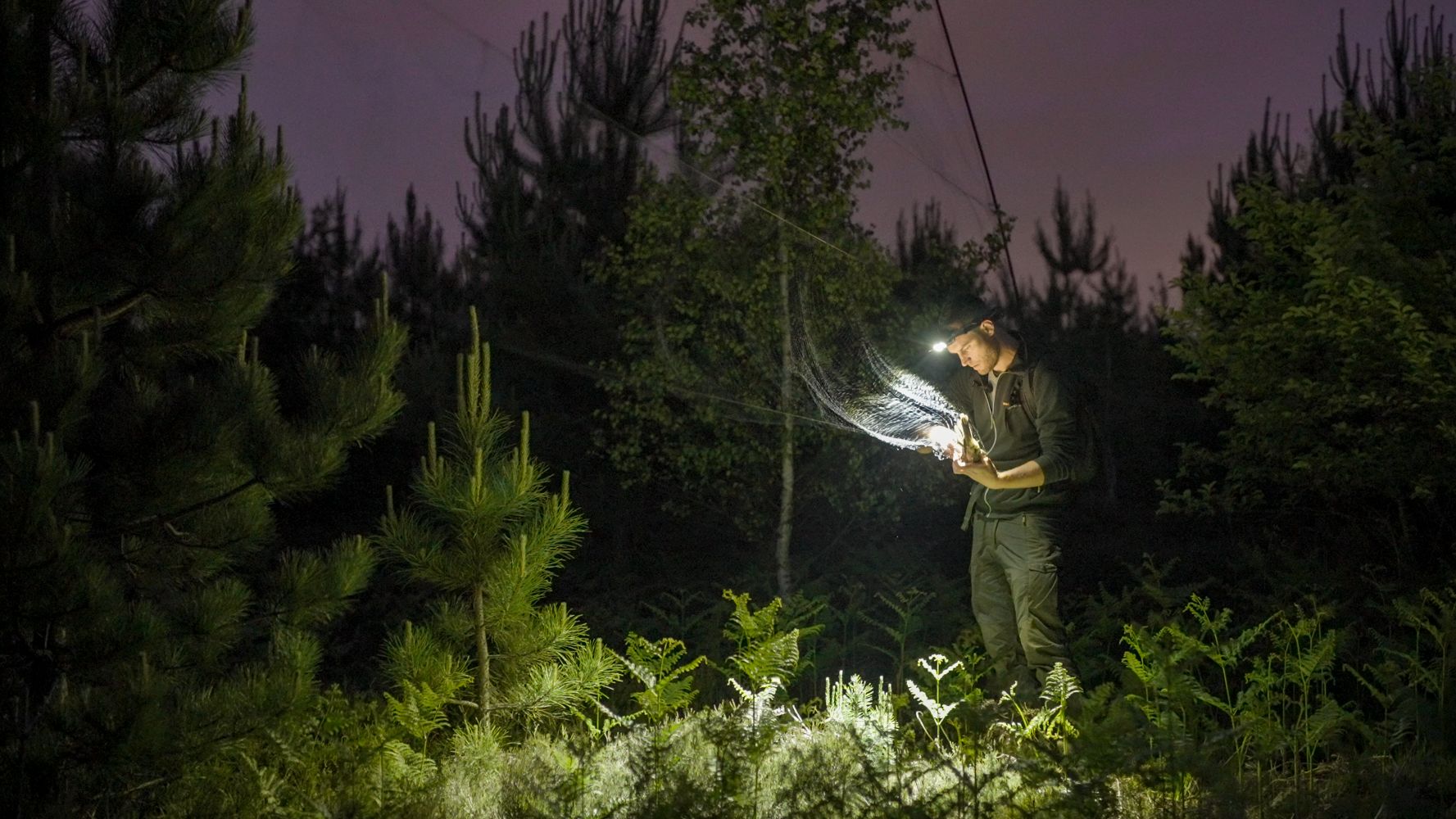Licht aus - Wie Kunstlicht die Natur verändert