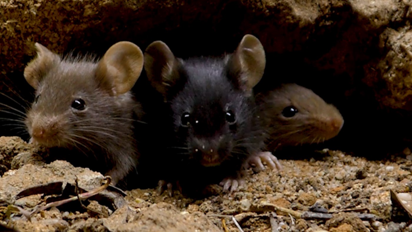 Little Mouse - The Brave Mother