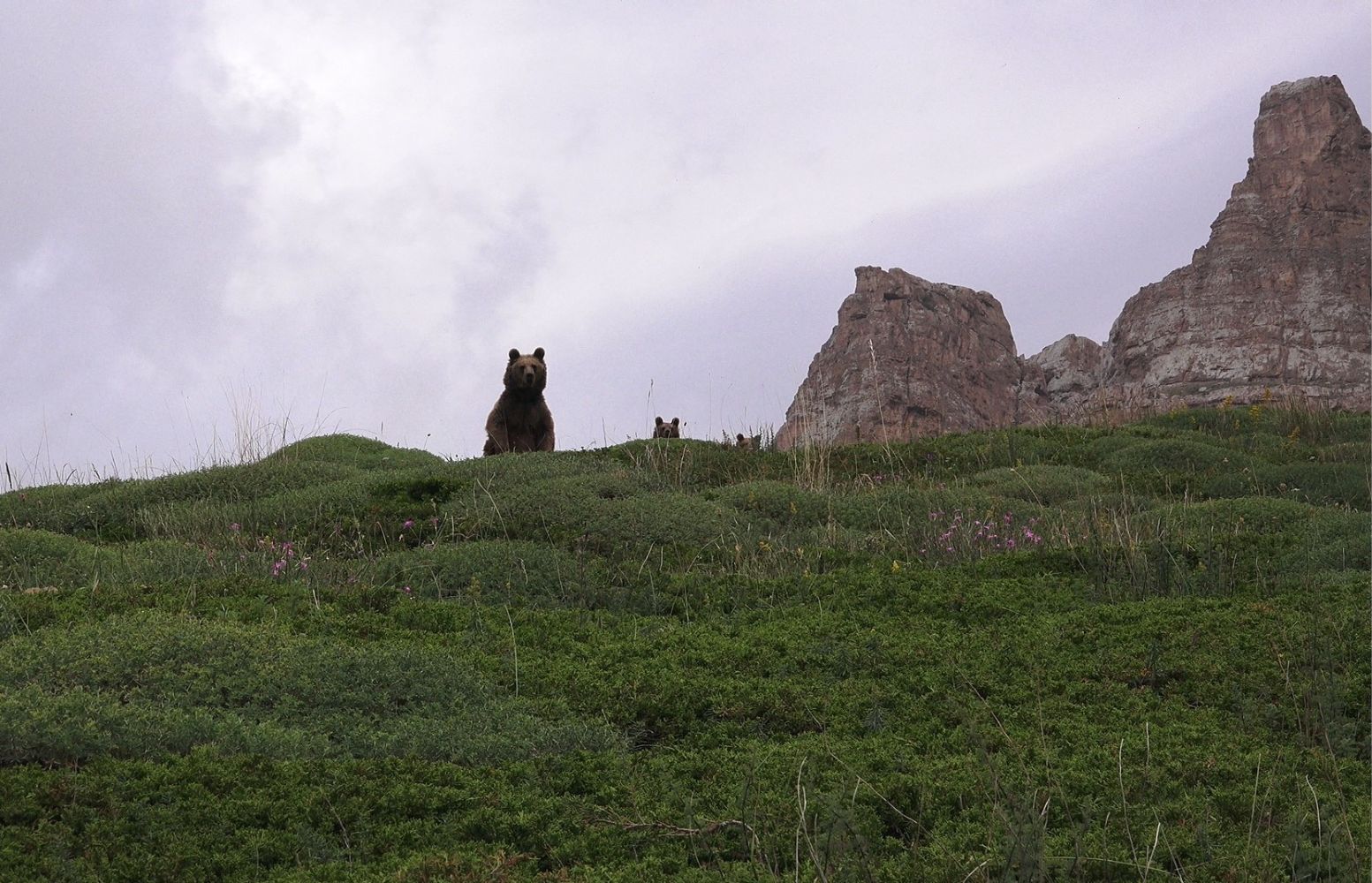 Looking for Bears