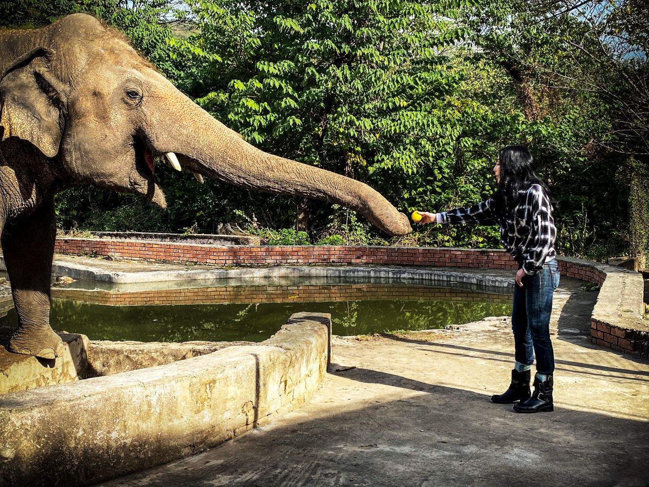 Cher and the loneliest Elephant