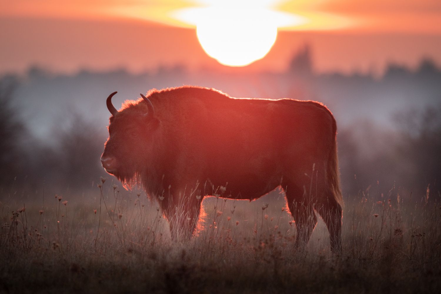 Natura Europa - The Return of the Aurochs