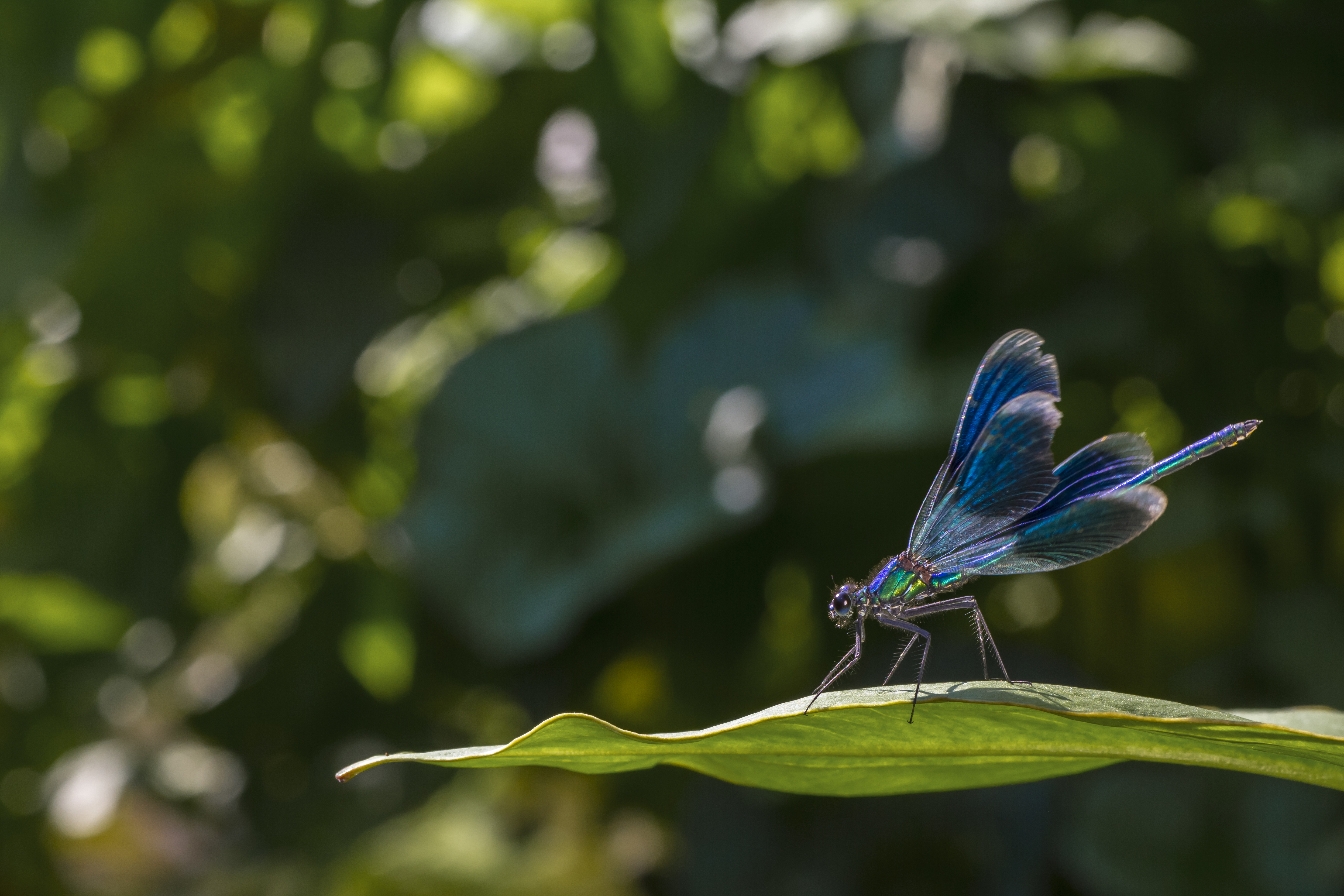 The Story of the Demoiselle