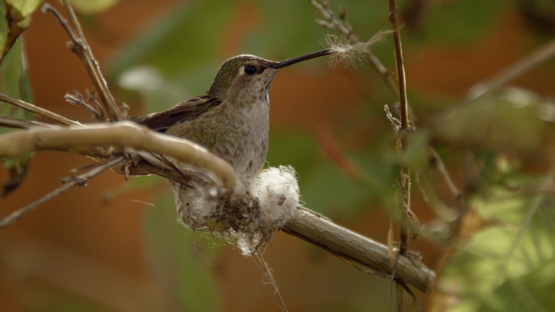 America's Wild Seasons: Spring