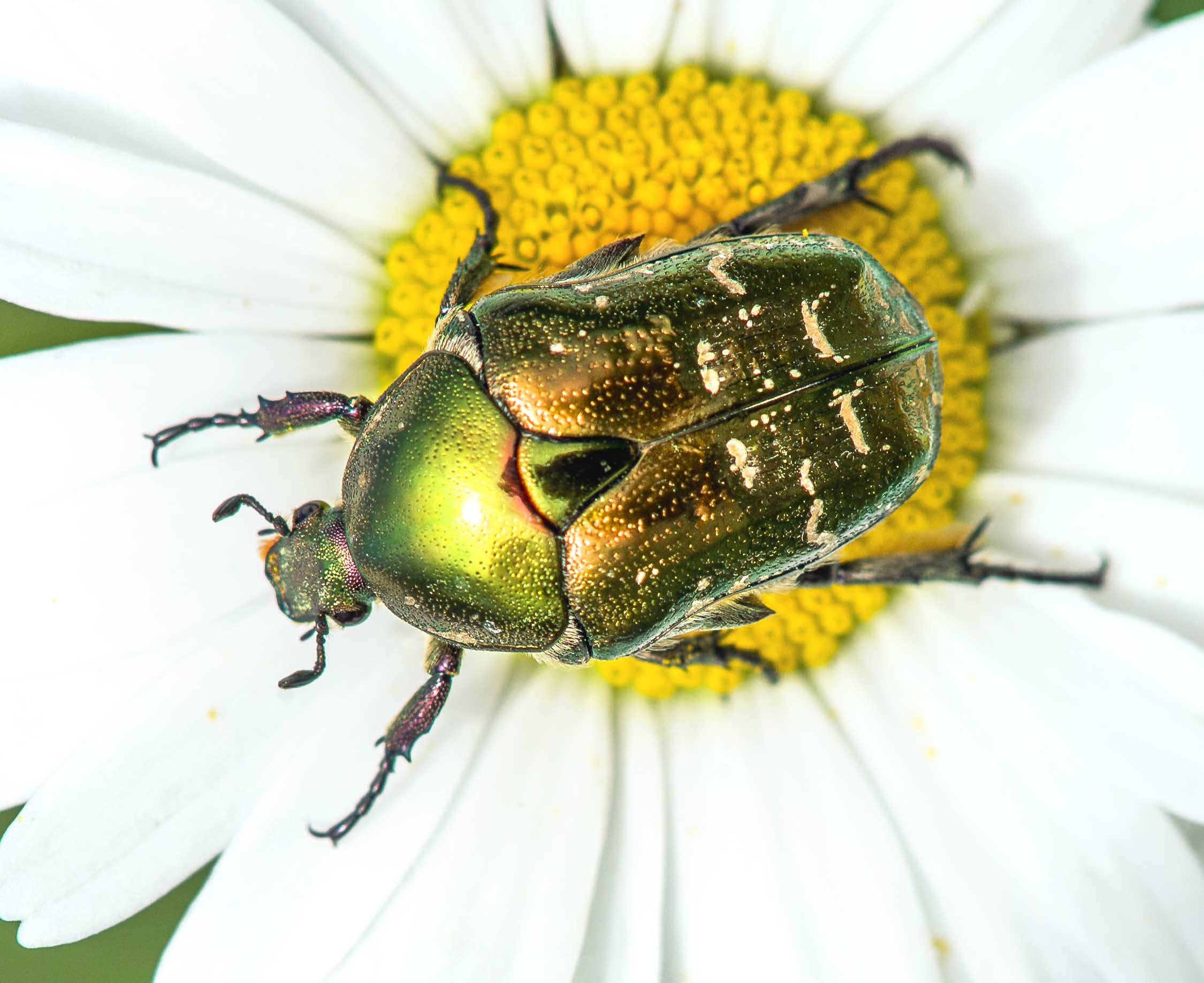 Fabulous Insects - Beetles