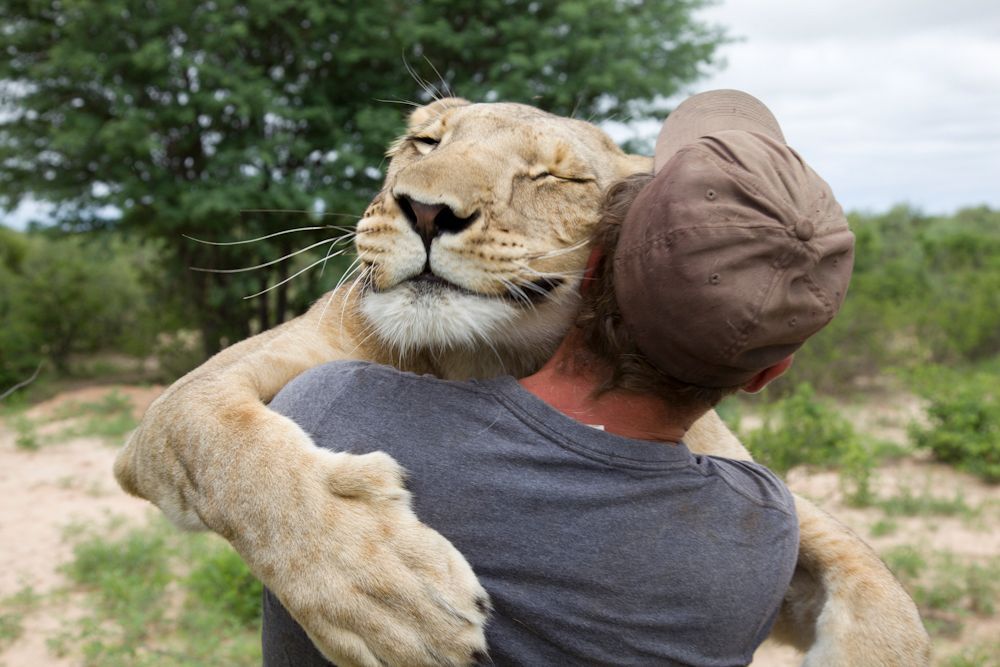 I Am Lion