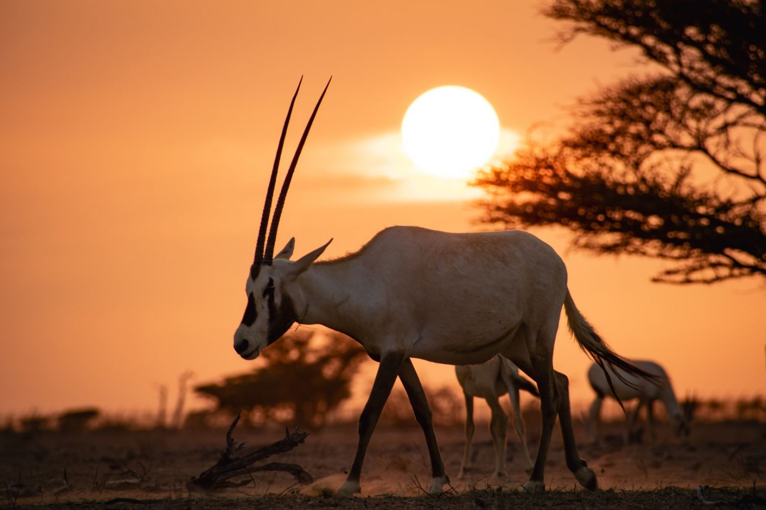 Wild Oman: Wonder of Arabia