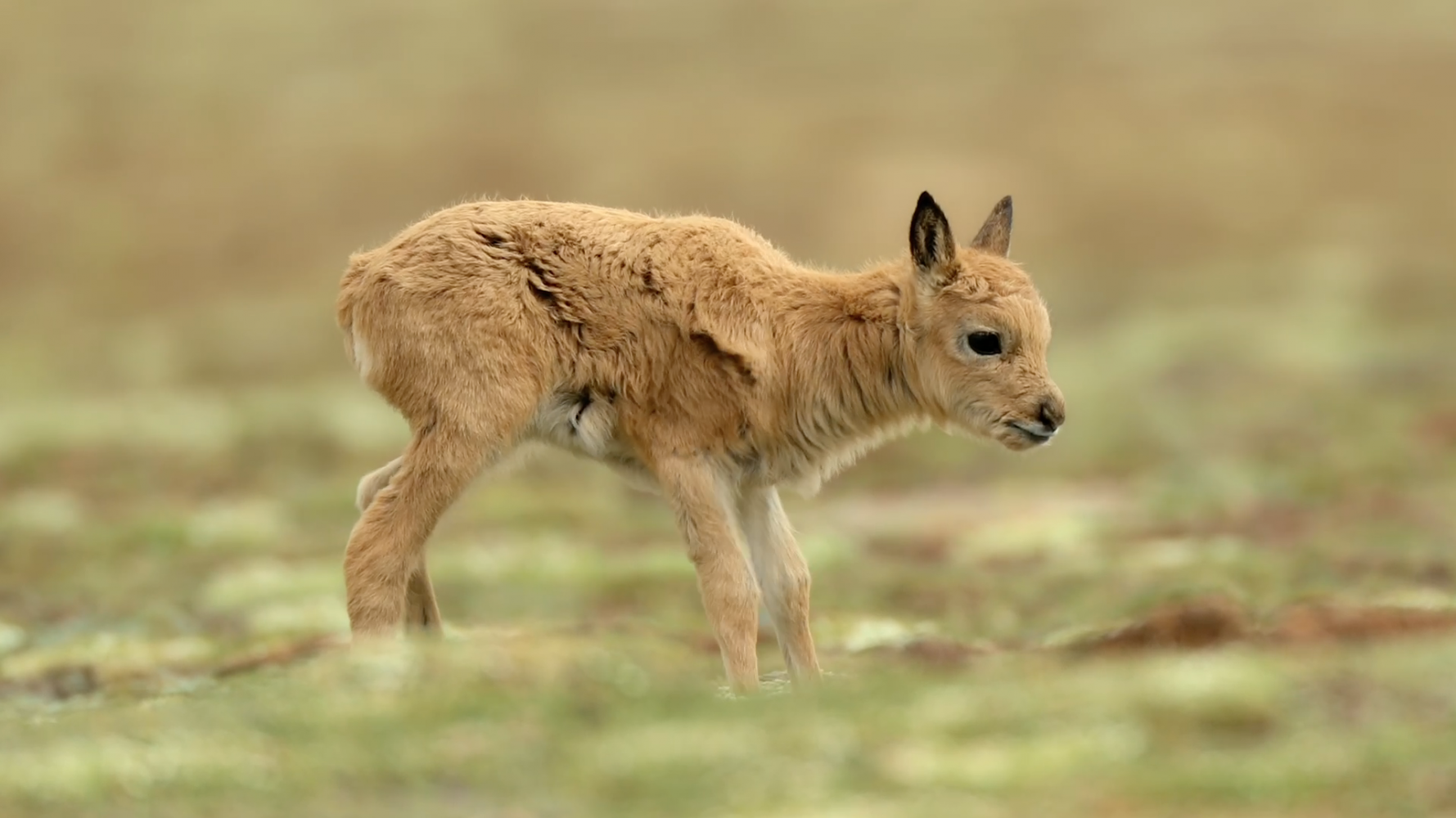 China's Wild Empire - Tibetan Antelope: The Mysterious Migration