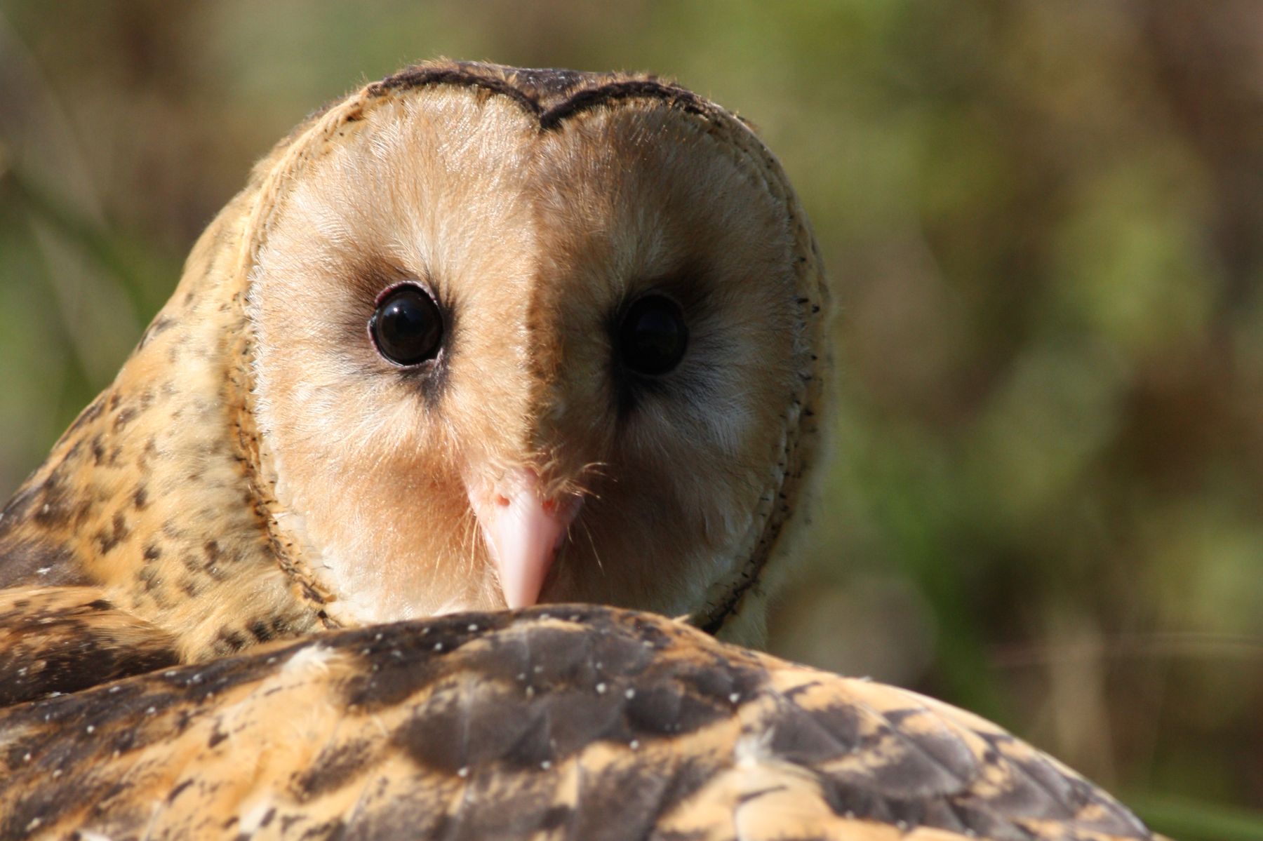 Taiwan Grass Owls