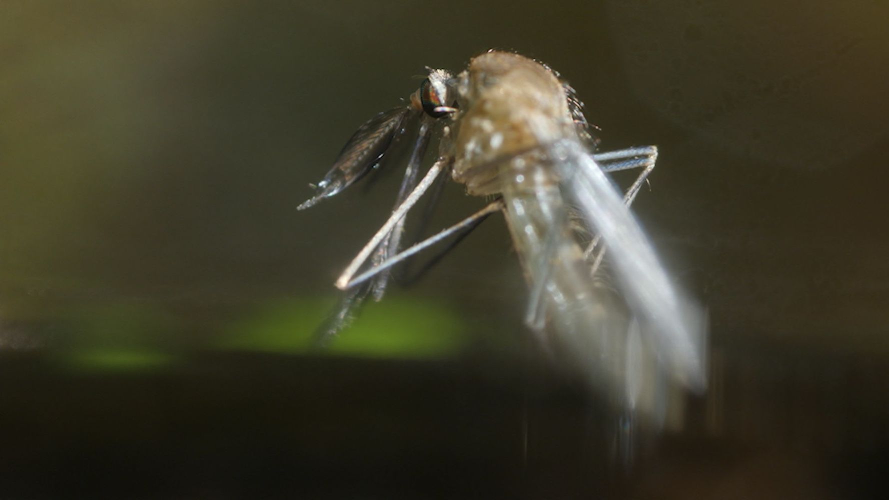 Of Mosquitoes and Men