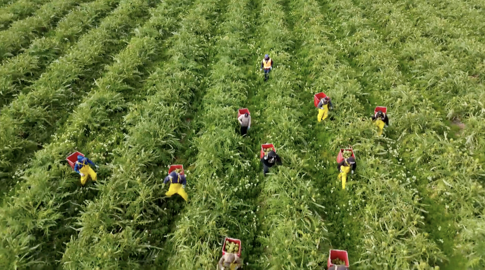 Farming in America: The Land of Junk Food 