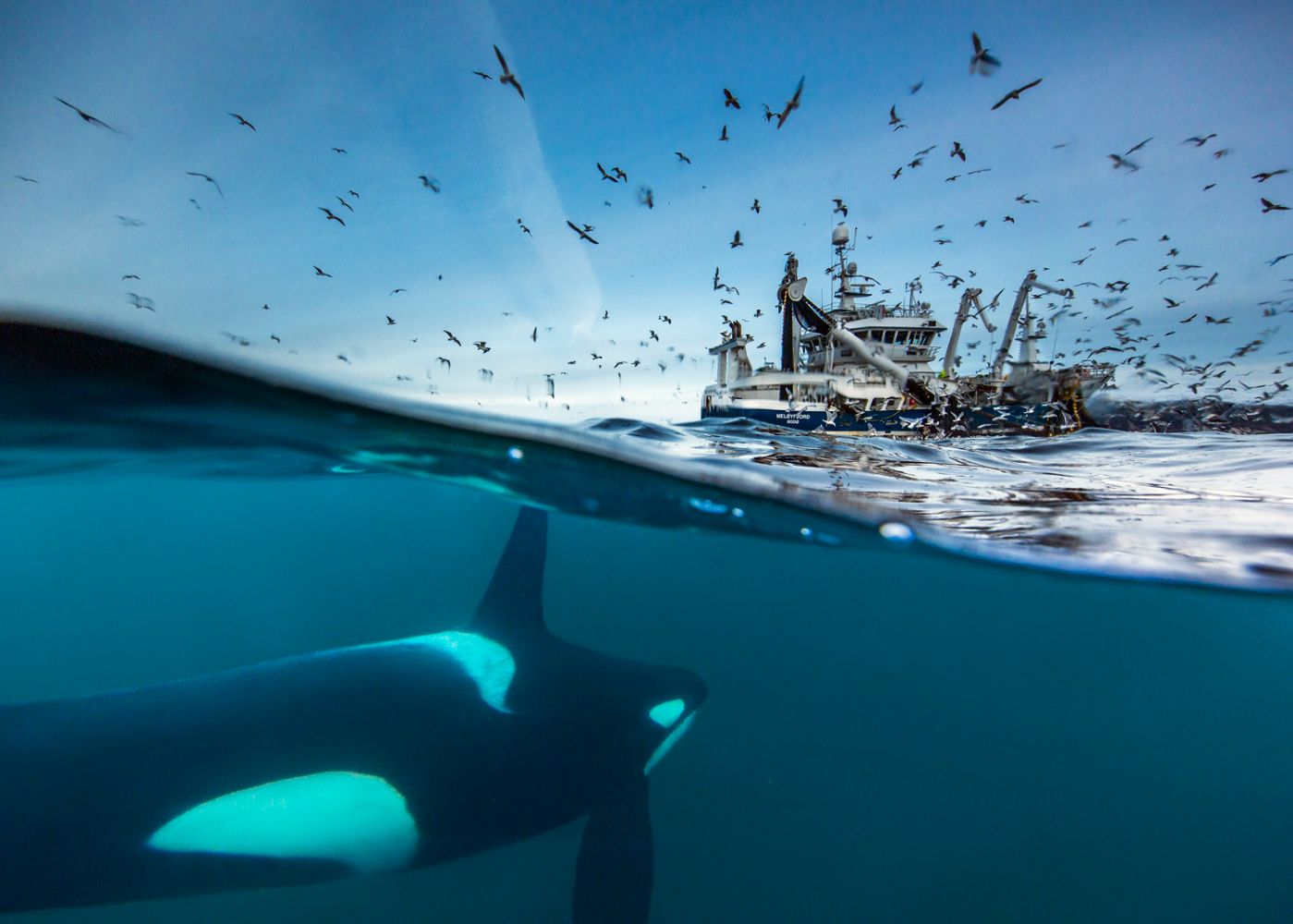Feast of the Killer Whales