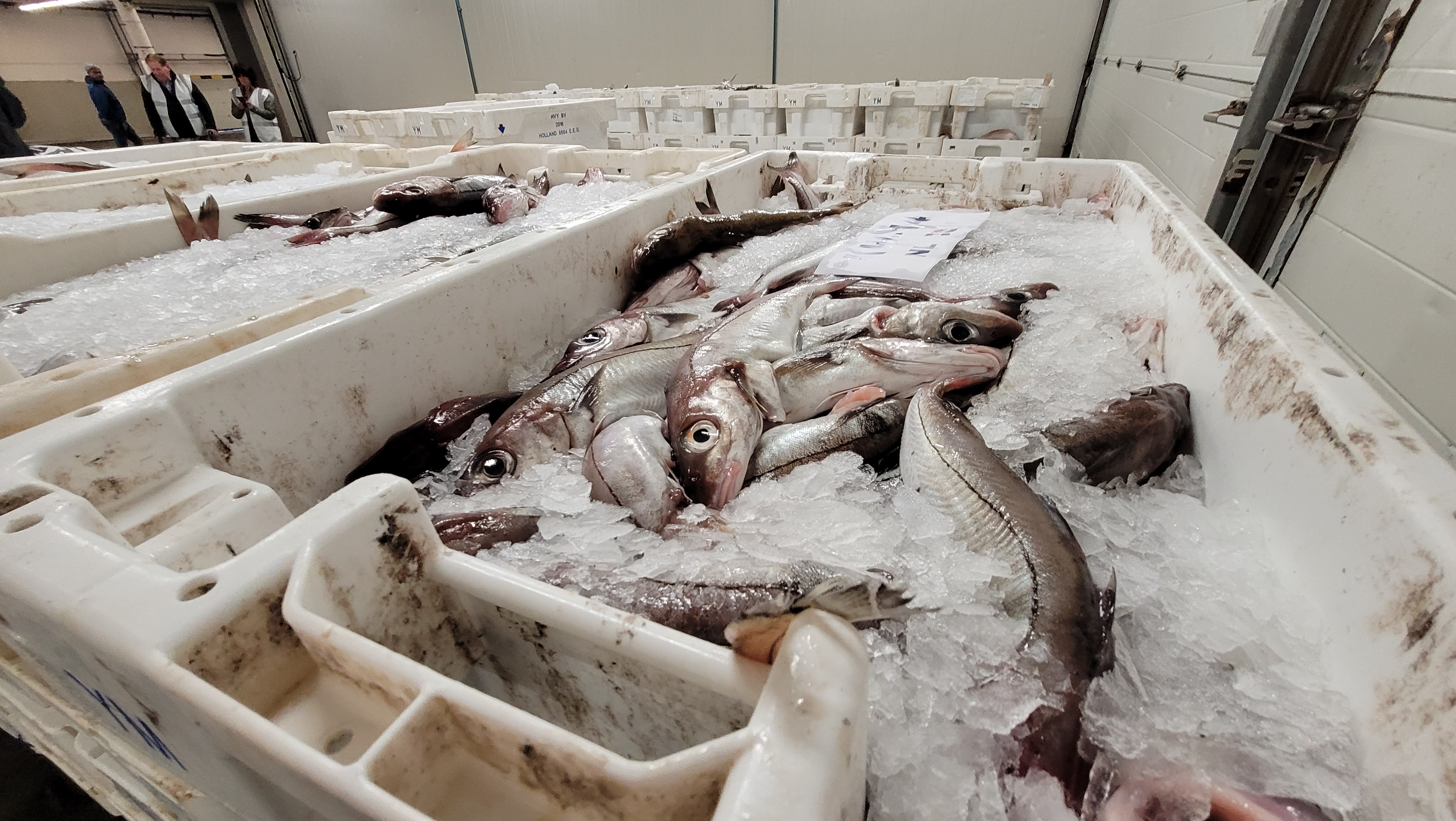 Eco Crimes - the Hunt for Pirate Fishermen