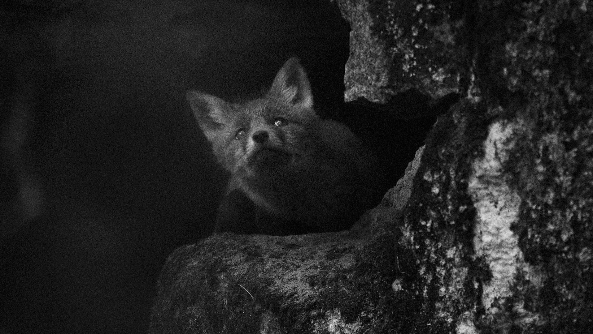 Animal Image