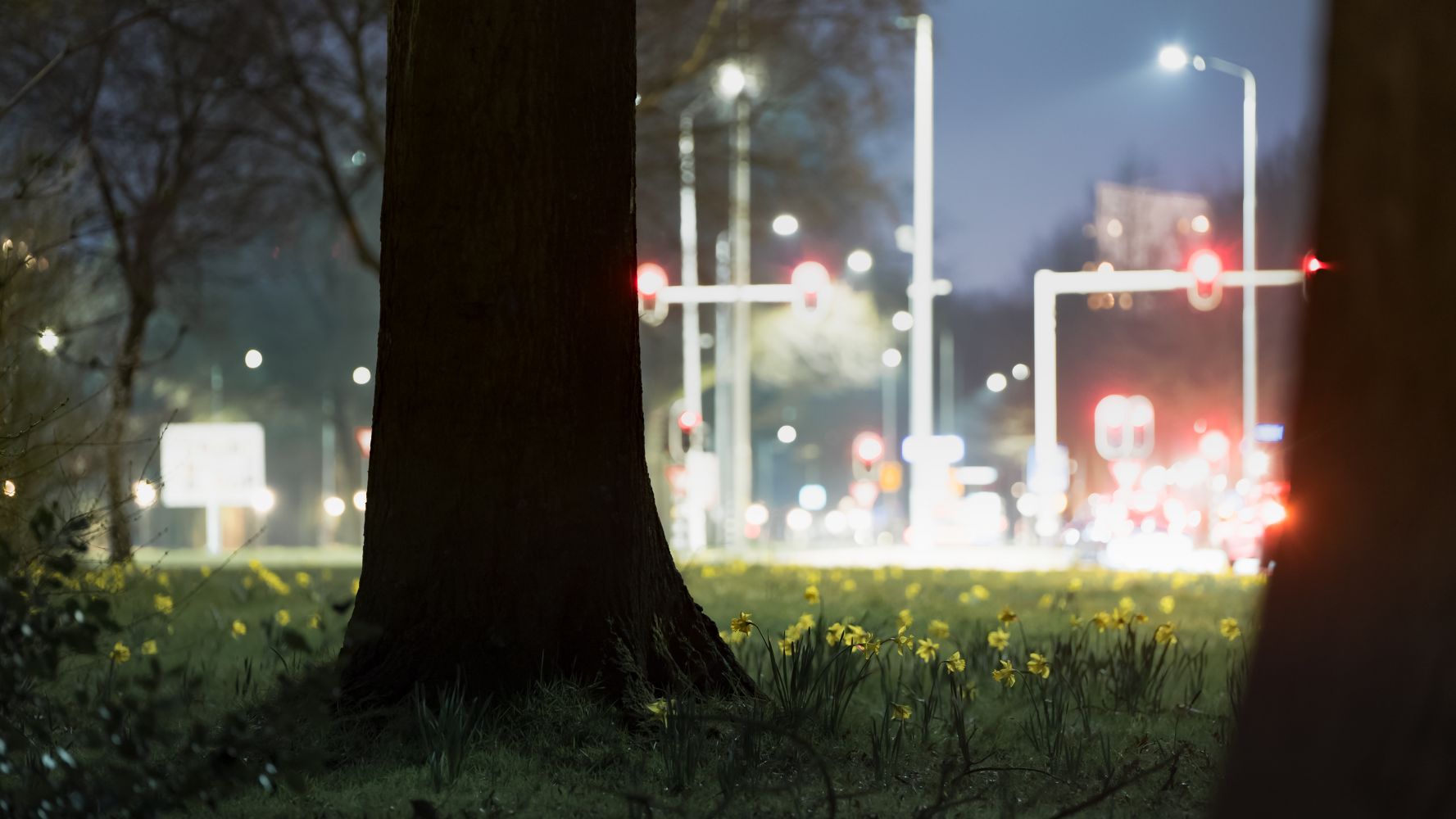 Licht aus - Wie Kunstlicht die Natur verändert