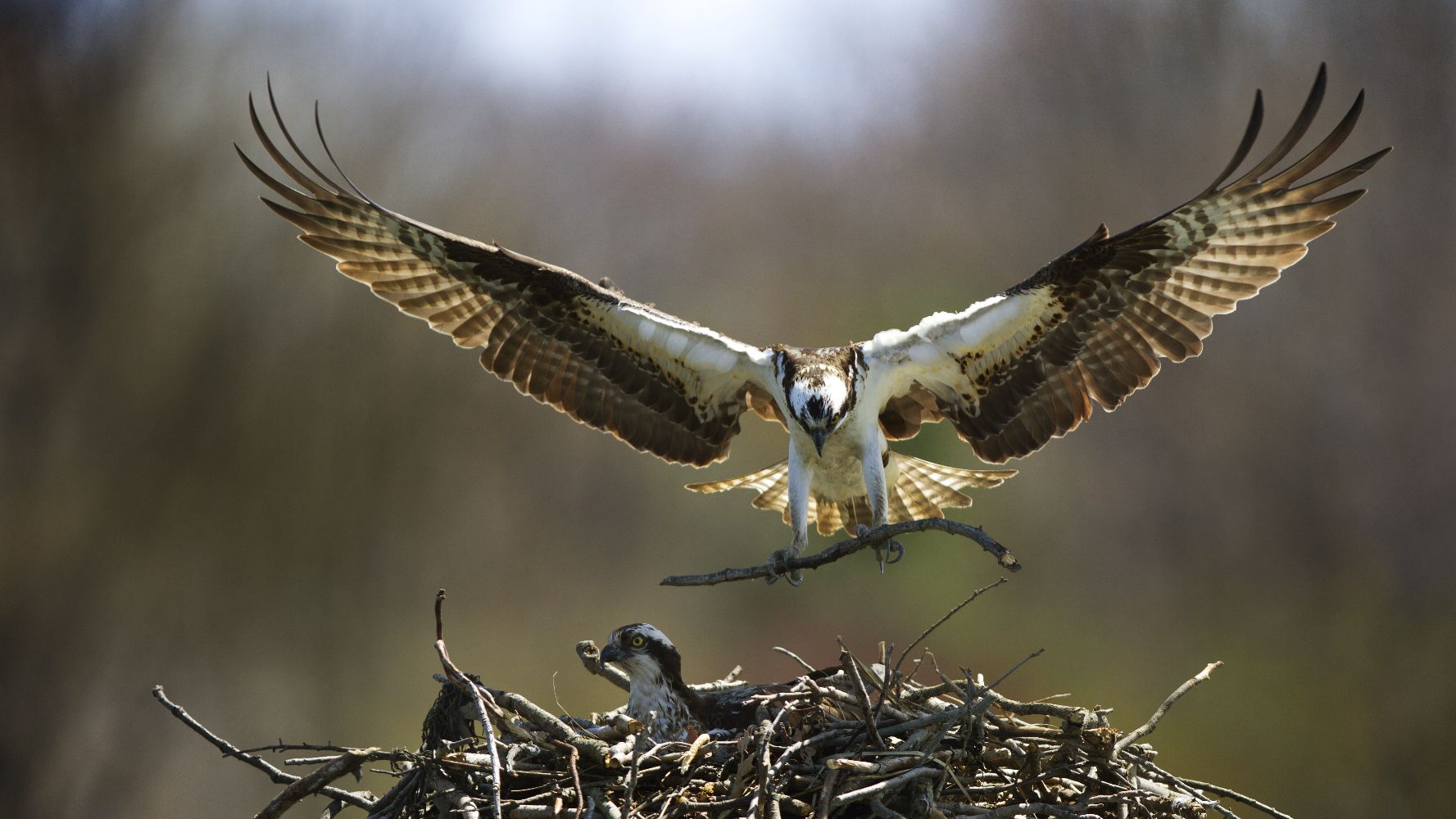 Osprey: Sea Raptor