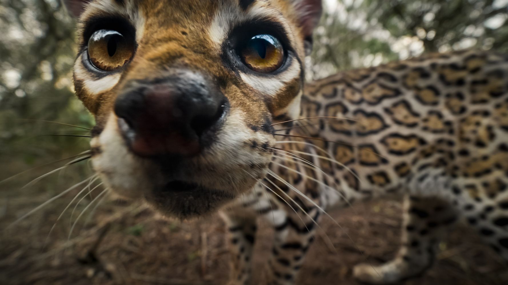American Ocelot