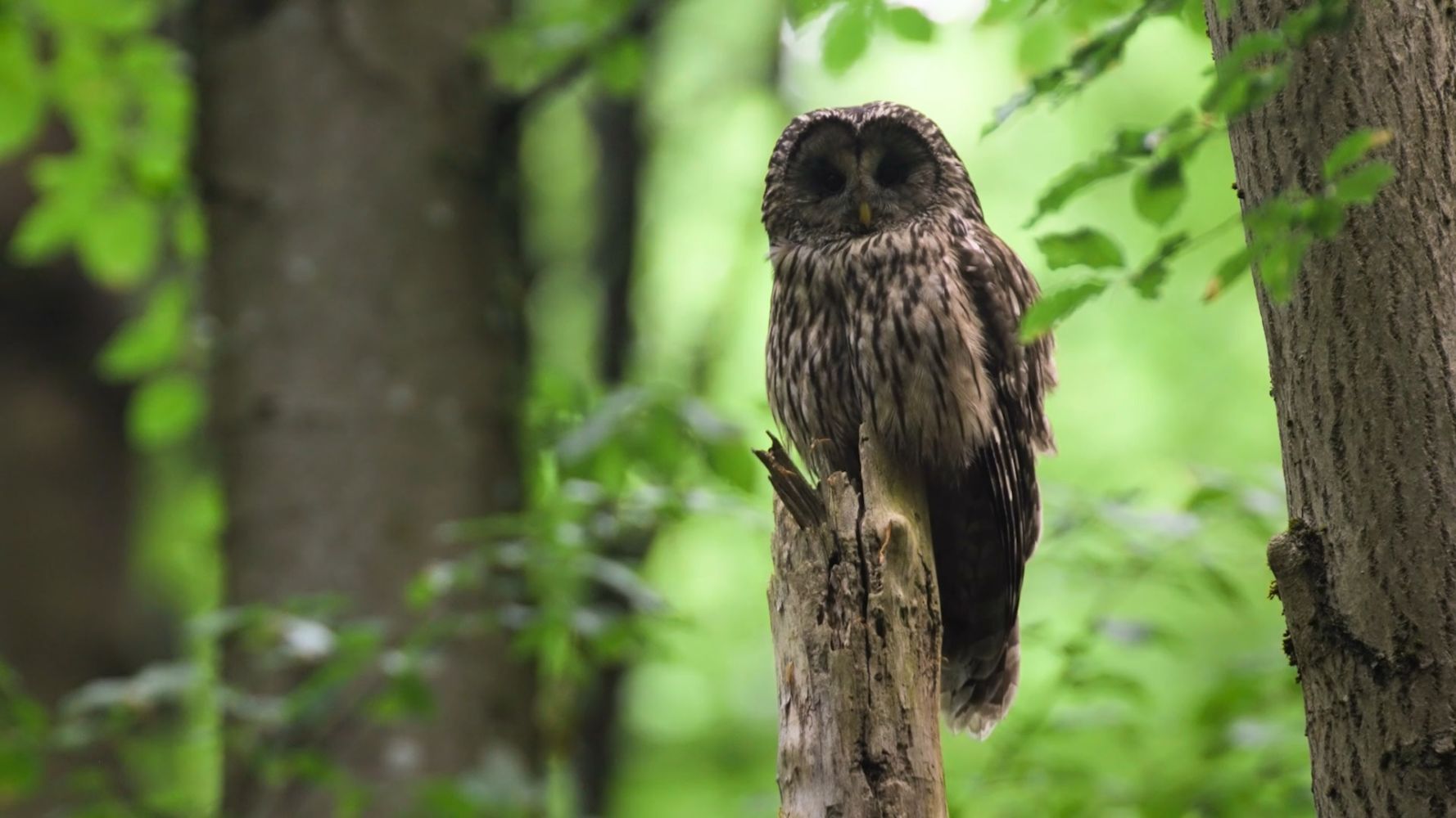 Unsere Wälder - Mut zur Lücke