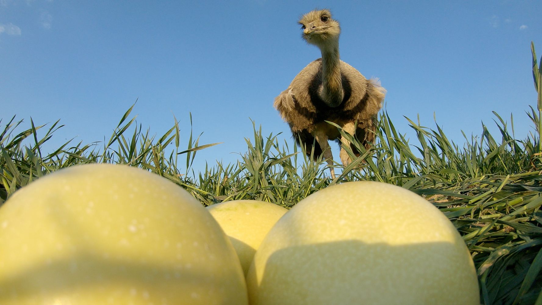 They Came to Stay - Our Alien Animal Neighbors: Rheas