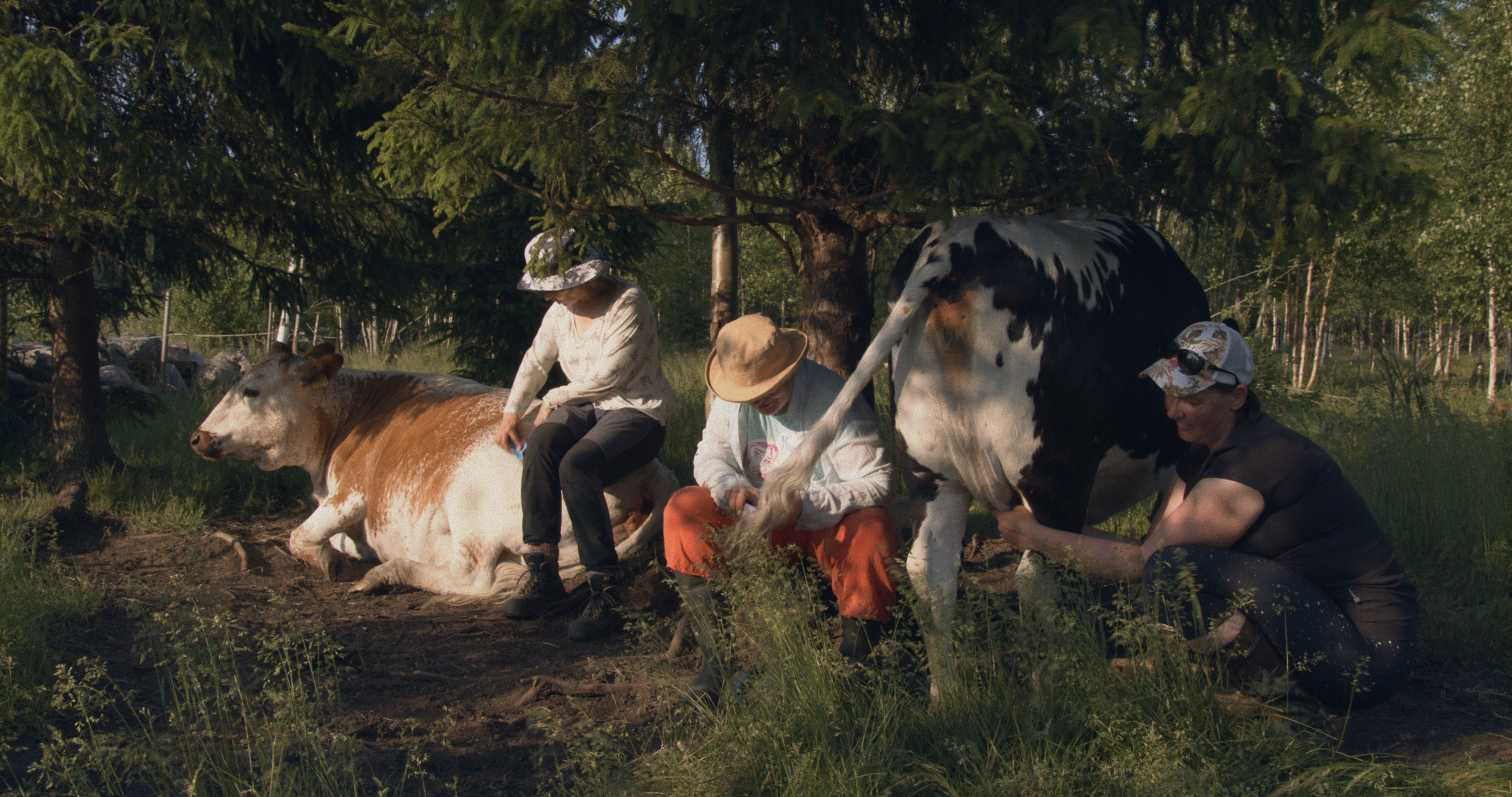 Fabulous Cow Ladies