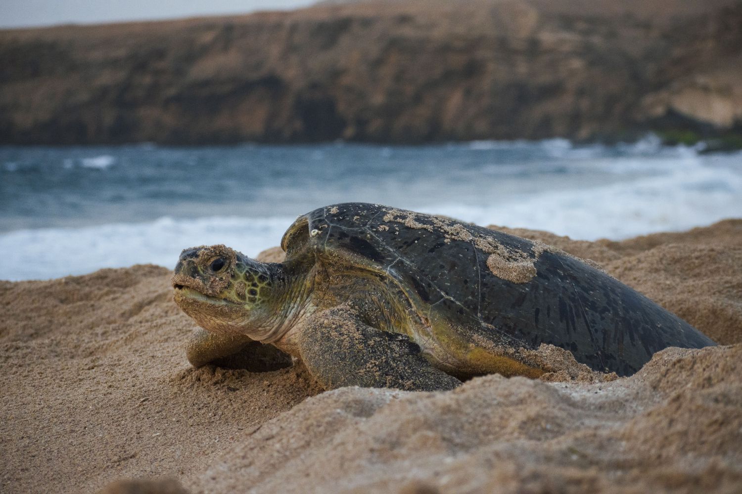 Wild Oman: Wonder of Arabia