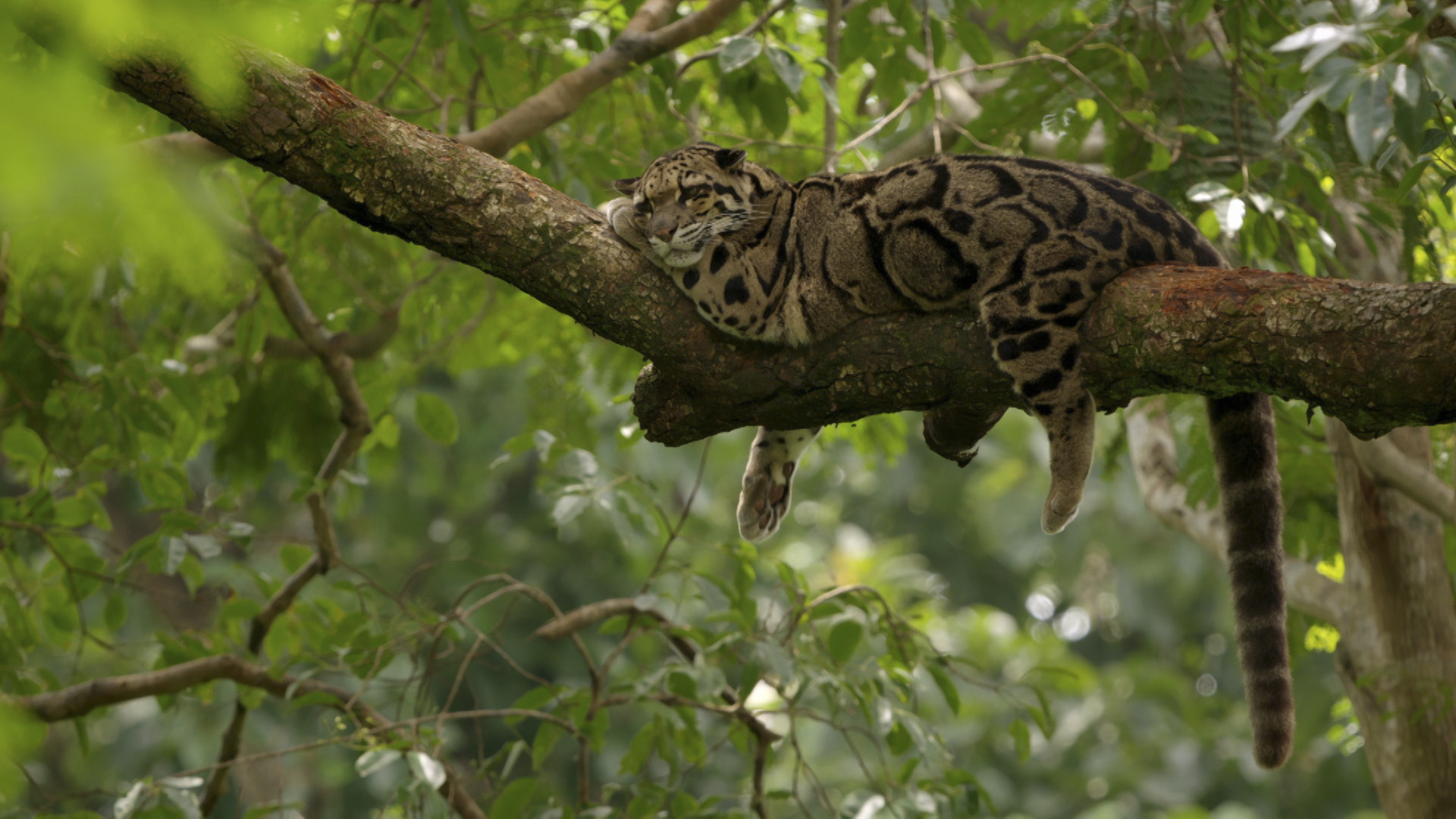 Wild Cats Of India: Masters of Disguise